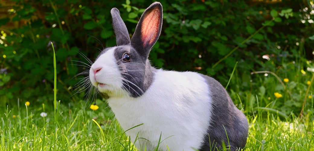 Pet-n-Sur - Six Fascinating Facts About Rabbits