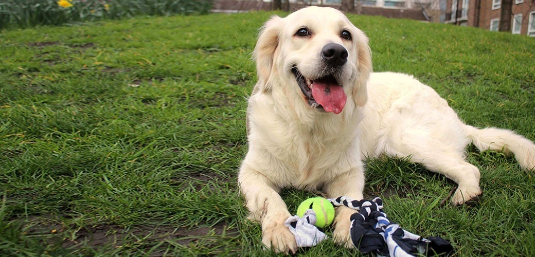 Games and toys to keep pets happy